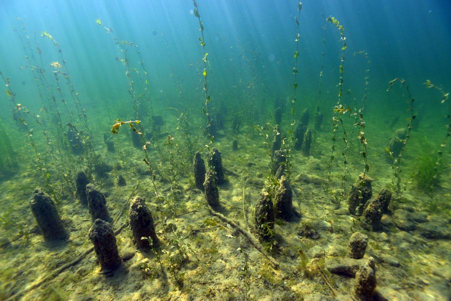 See am Mondsee unter Wasser