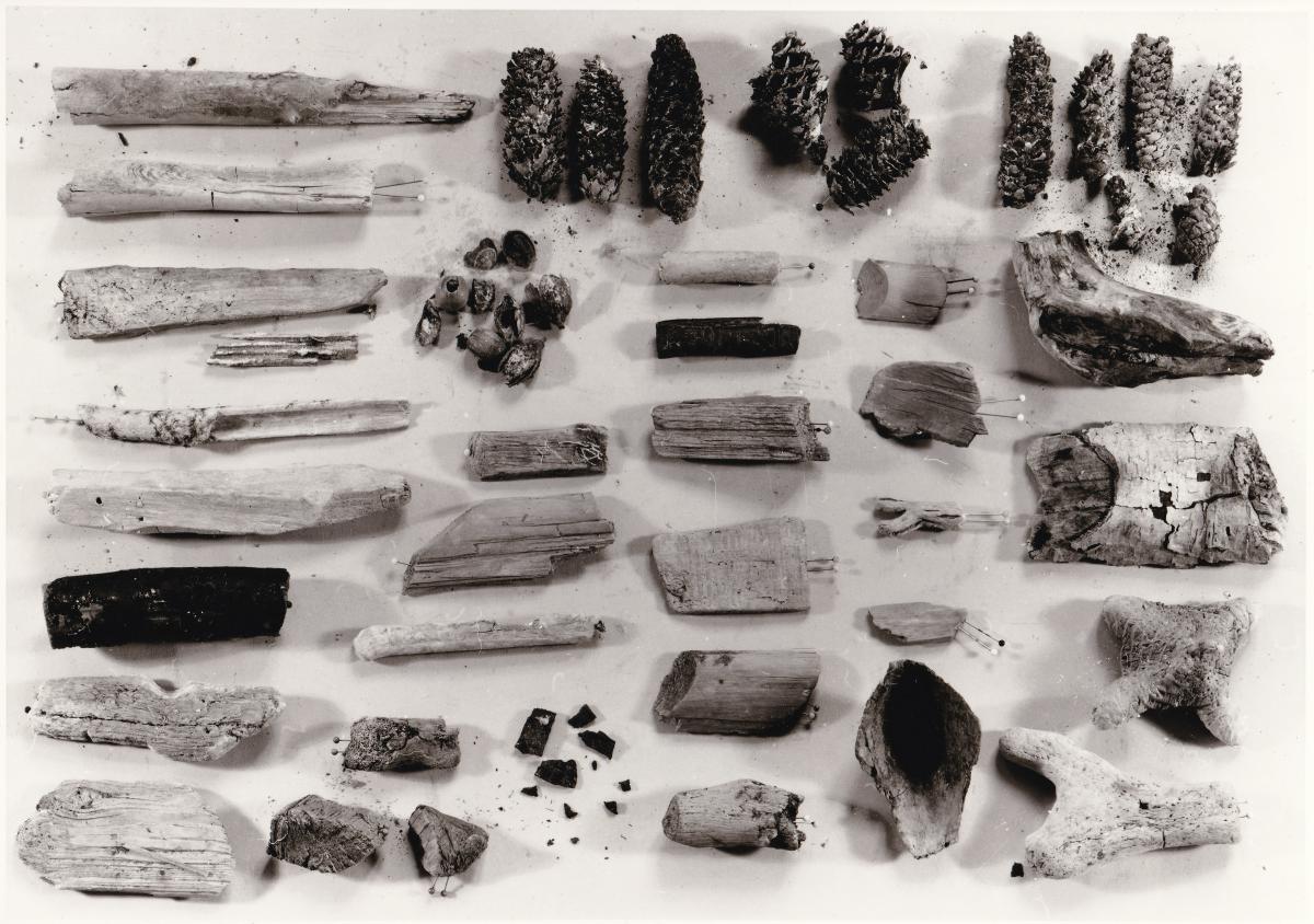 Foto organische Reste