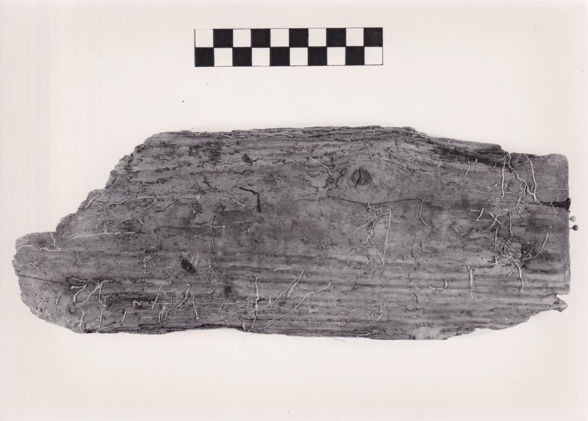 Foto von Pfahlfragment