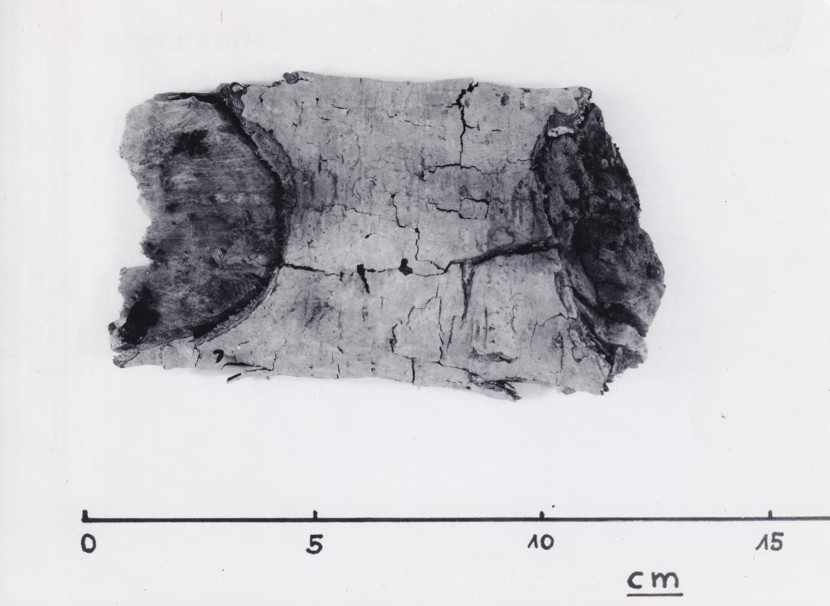 Foto von Pfahlfragment