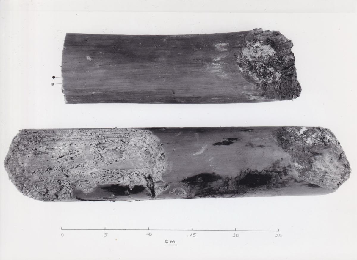 Foto von Pfahlfragmenten