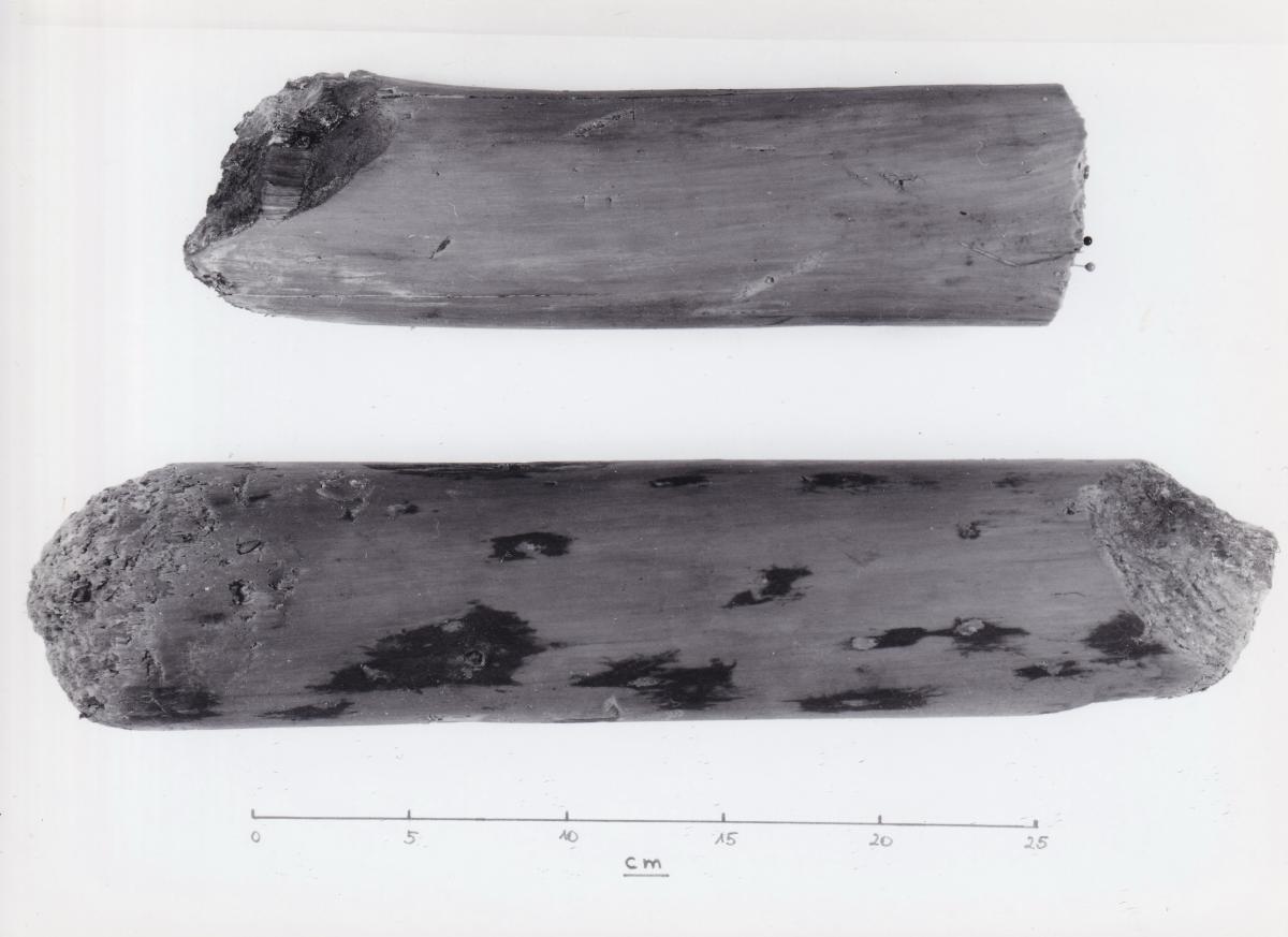 Foto von Pfahlfragmenten