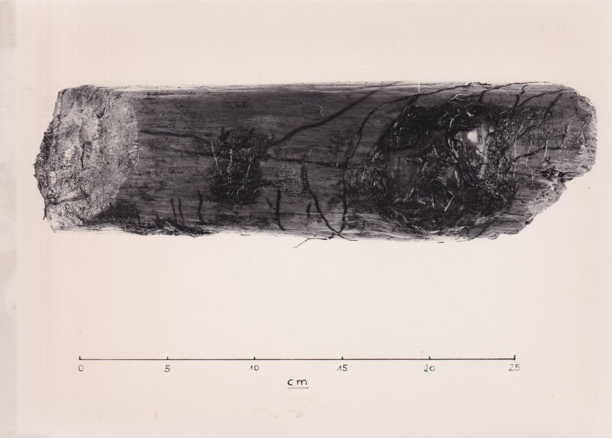 Foto von Pfahlfragment