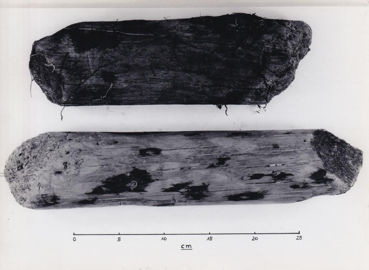 Foto von Pfahlfragmenten