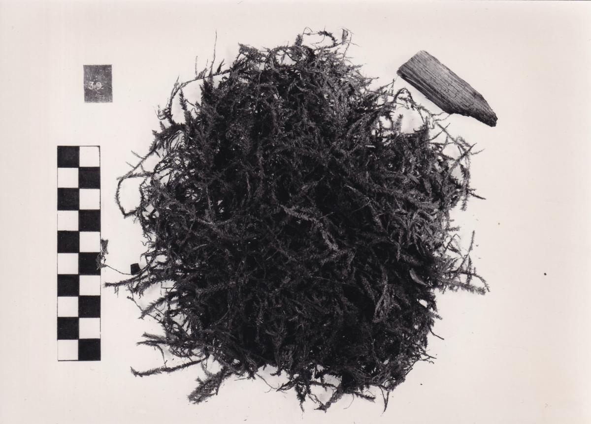 Foto von Pflanzenresten