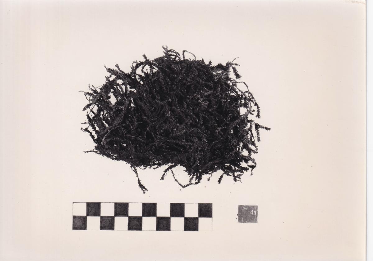 Foto von Pflanzenresten