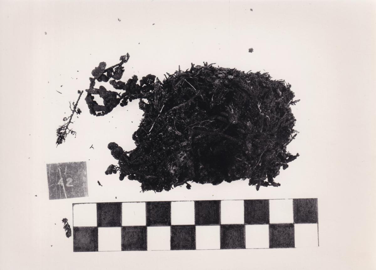 Foto von Pflanzenresten