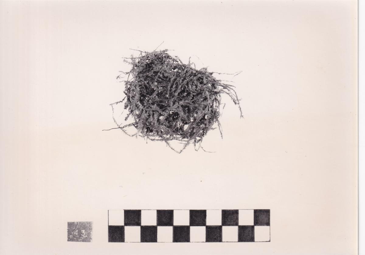 Foto von Pflanzenresten