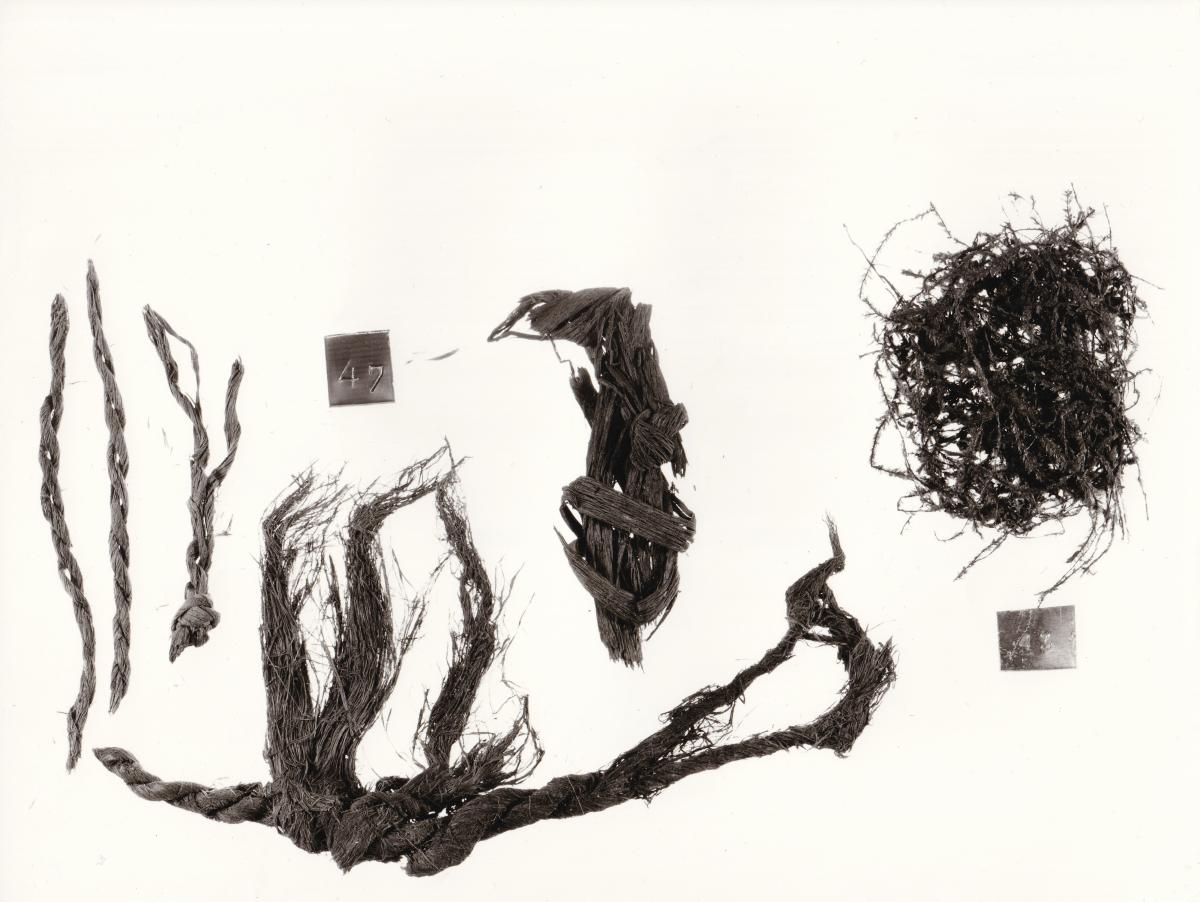 Foto von Pflanzenresten