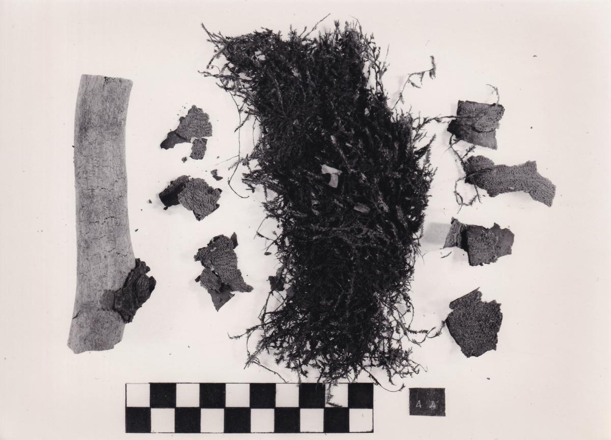 Foto von Pflanzenresten