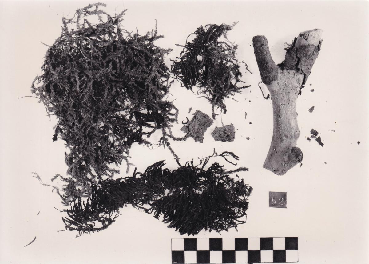 Foto von Pflanzenresten