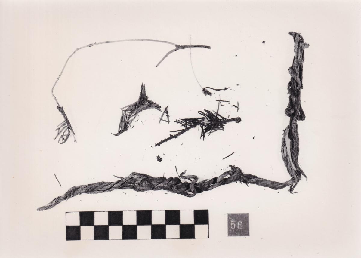 Foto von Pflanzenresten