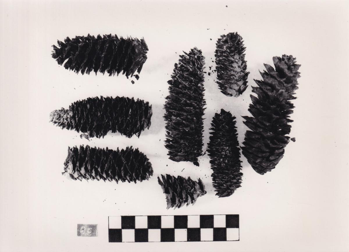 Foto von Pflanzenresten