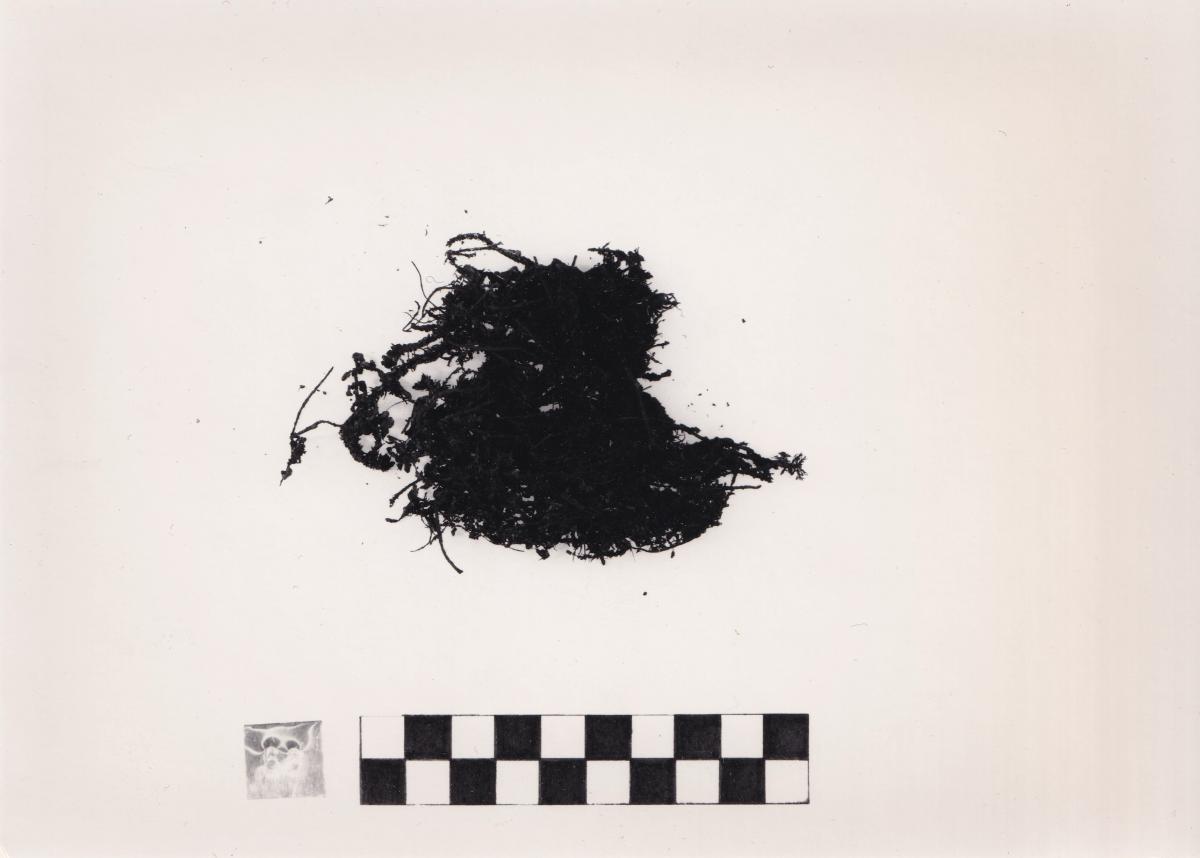 Foto von Pflanzenresten