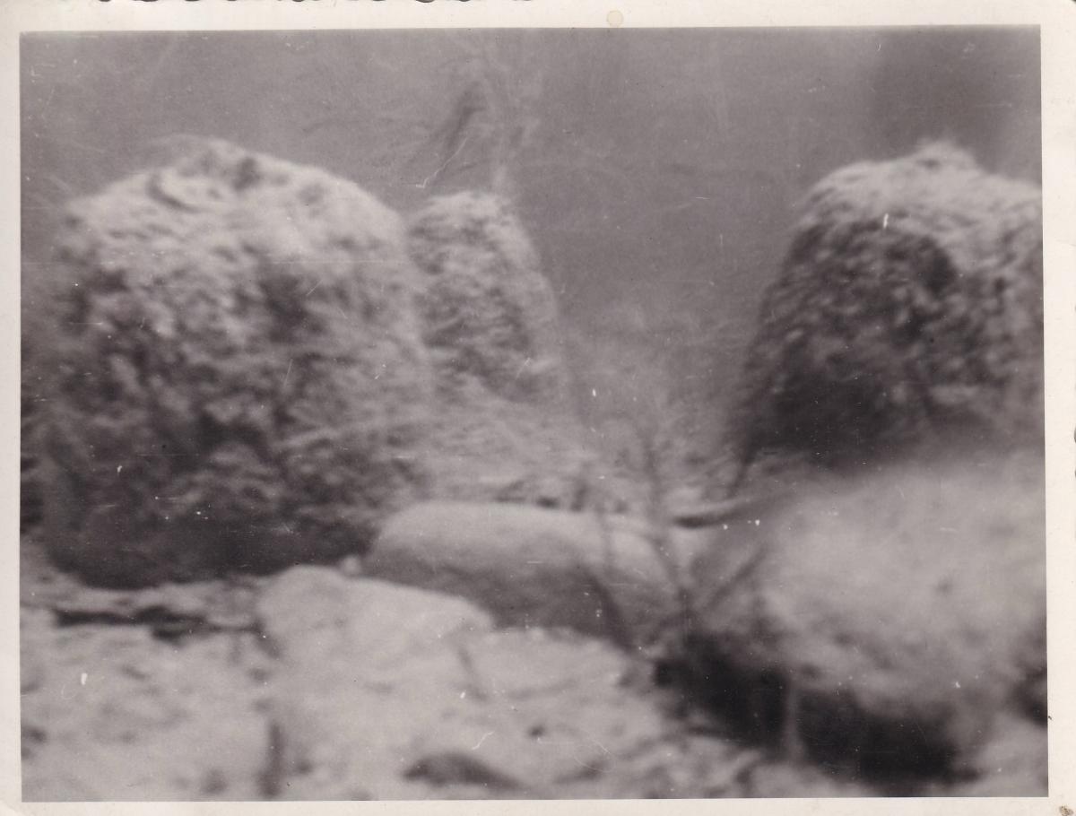 Unterwasseraufnahme am Attersee