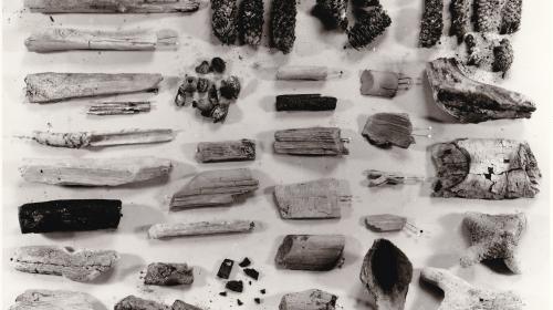 Foto organische Reste