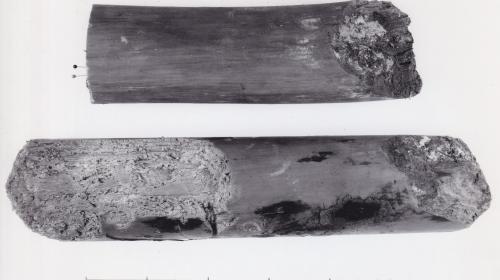 Foto von Pfahlfragmenten