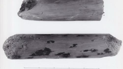 Foto von Pfahlfragmenten