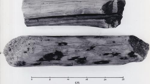 Foto von Pfahlfragmenten