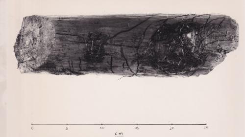 Foto von Pfahlfragment