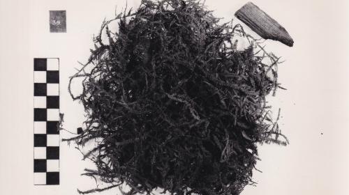 Foto von Pflanzenresten