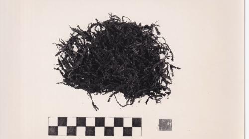 Foto von Pflanzenresten