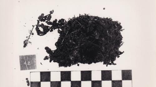 Foto von Pflanzenresten