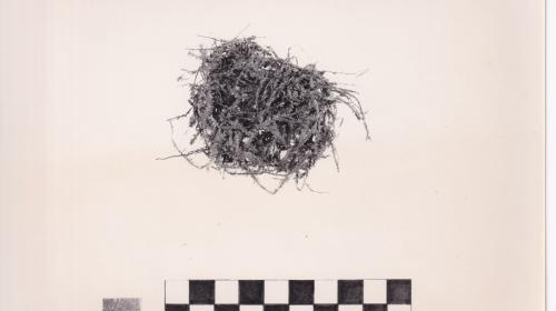 Foto von Pflanzenresten