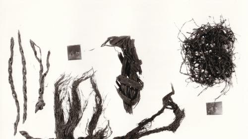 Foto von Pflanzenresten