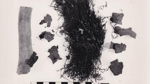 Foto von Pflanzenresten