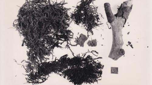 Foto von Pflanzenresten