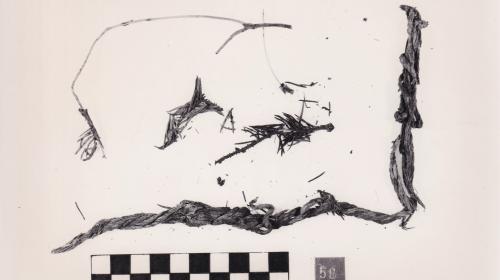 Foto von Pflanzenresten