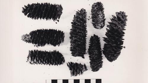 Foto von Pflanzenresten