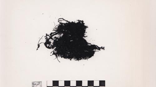 Foto von Pflanzenresten