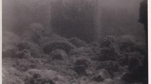 Unterwasseraufnahme am Attersee