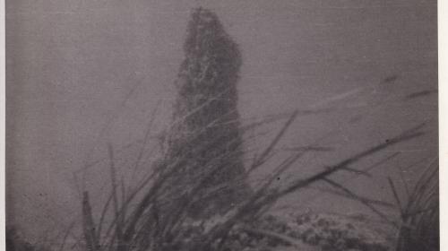 Unterwasseraufnahme am Attersee