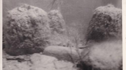 Unterwasseraufnahme am Attersee