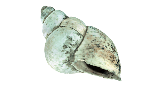 OÖLK1414 Molluskeschale