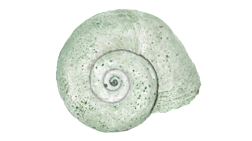 OÖLK1479 Molluskenschale