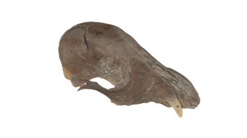 Schädel NHM-MS6555