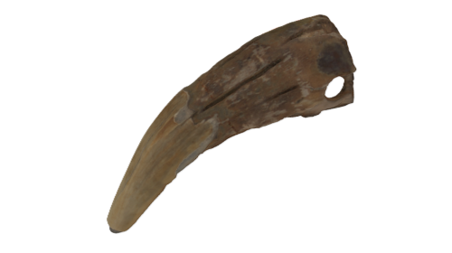 NHM1508 Baerzahn