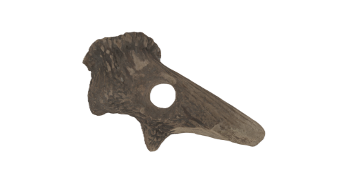 NHM20542
