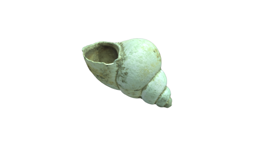 OÖLK1414 Molluskeschale