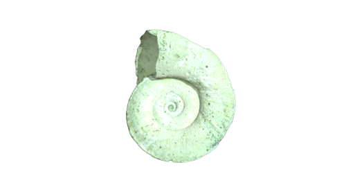 OÖLK1479 Molluskenschale